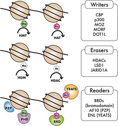 Epigenetic Regulators in the Development, Maintenance, and Therapeutic Targeting of Acute Myeloid Leukemia